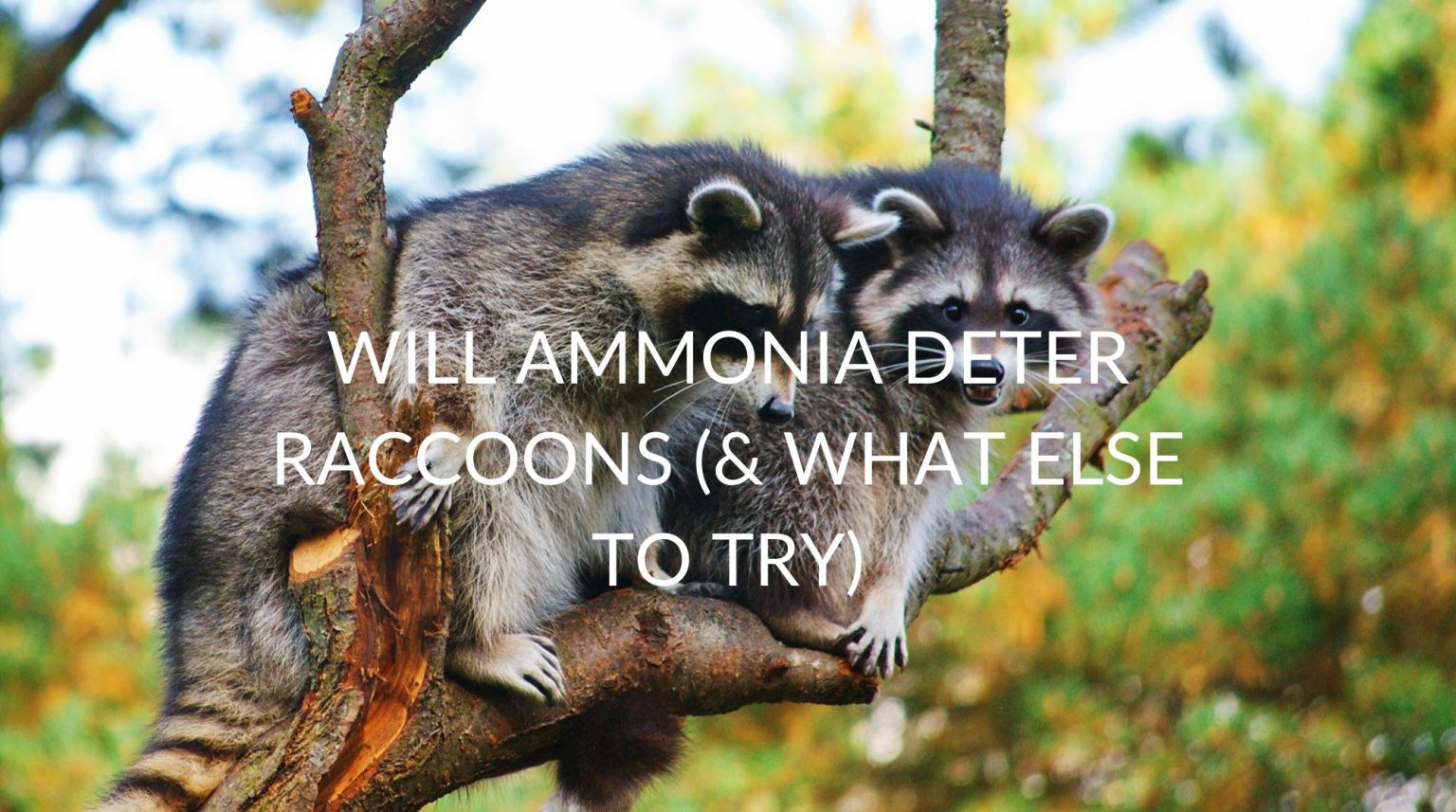 Does Getting Rid Of Raccoons With Ammonia Work? (& What Else To Try