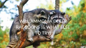 Does Getting Rid Of Raccoons With Ammonia Work? (& What Else To Try ...