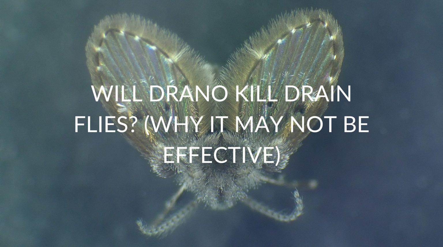 Will Drano Kill Drain Flies? (Why It May Not Be Effective) Pest Prevention Patrol