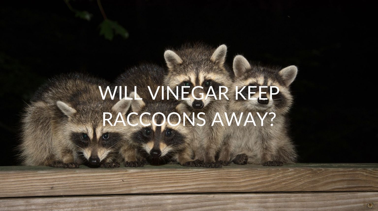 Will Vinegar Keep Raccoons Away? Pest Prevention Patrol