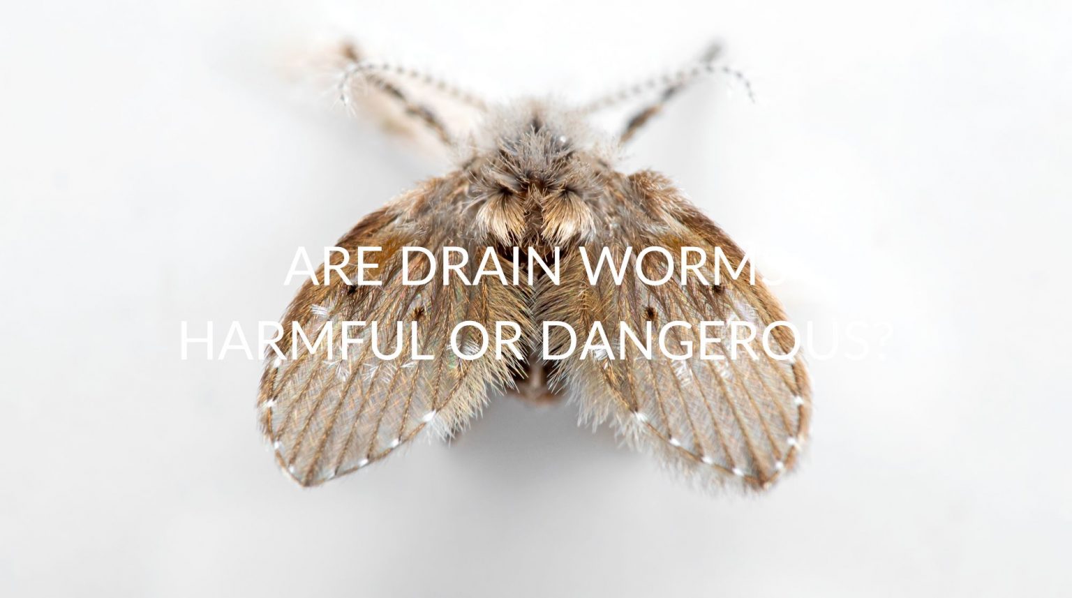 are-drain-worms-harmful-or-dangerous-pest-prevention-patrol