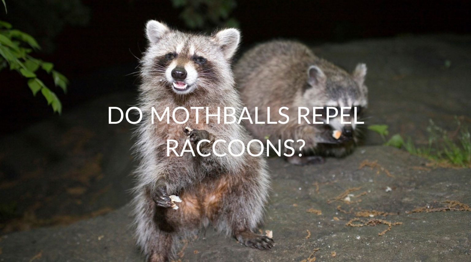 Do Mothballs Repel Raccoons? Pest Prevention Patrol