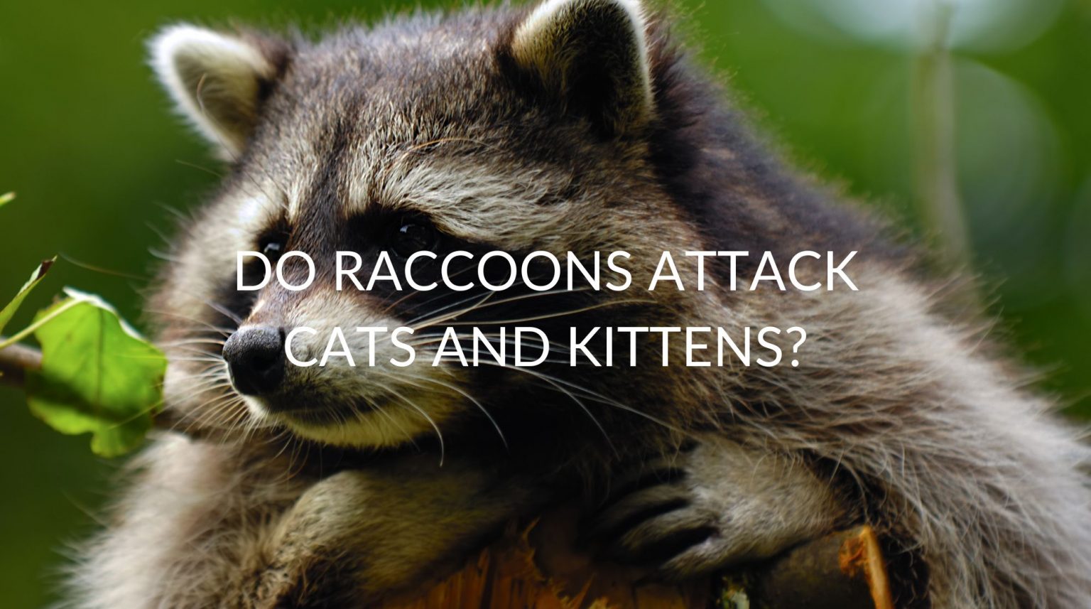 Do Raccoons Attack Cats And Kittens? Pest Prevention Patrol