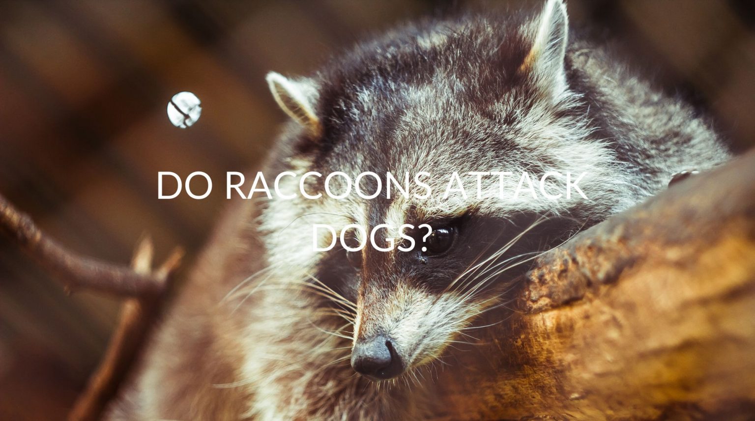 Do Raccoons Attack Dogs? Pest Prevention Patrol