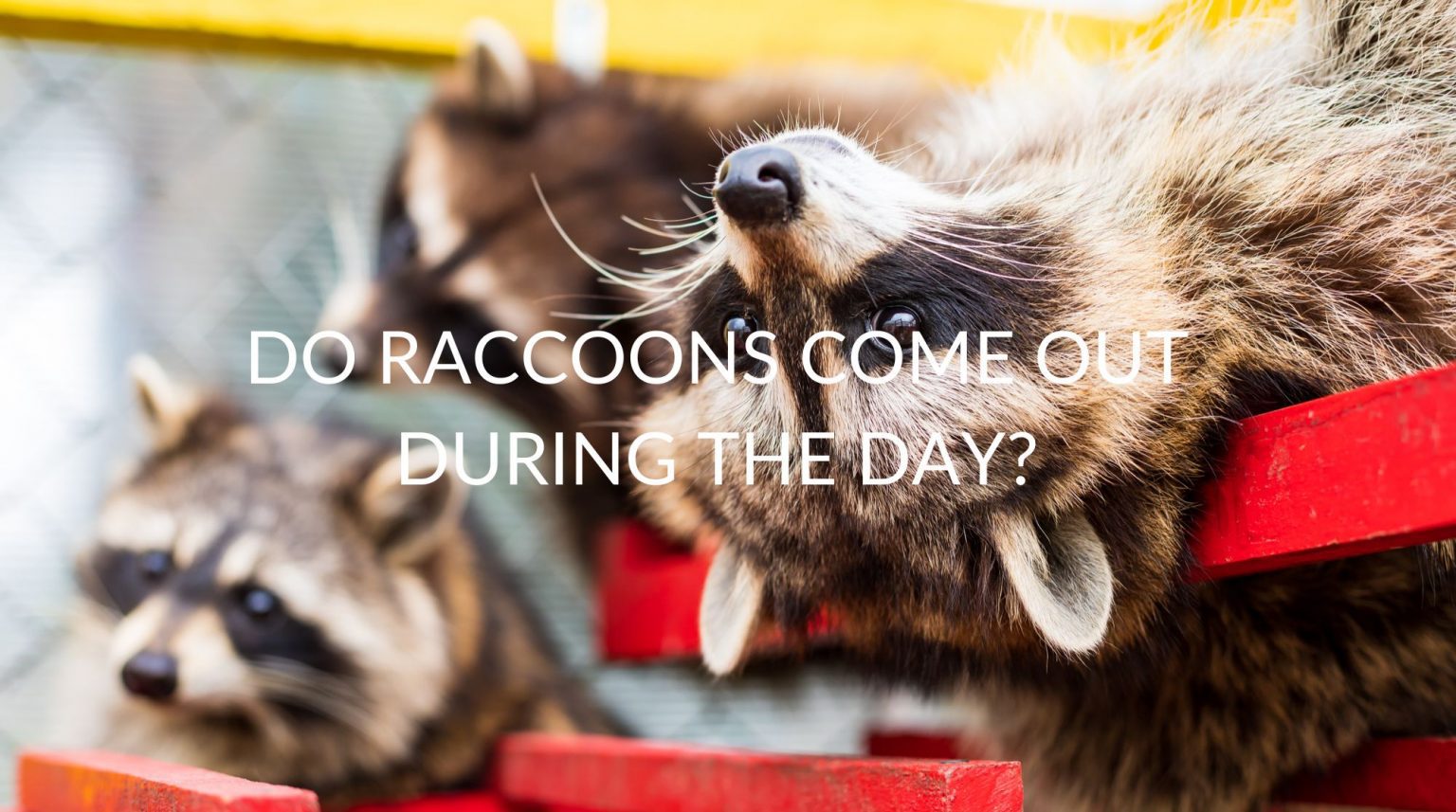 Do Raccoons Come Out During The Day? Pest Prevention Patrol
