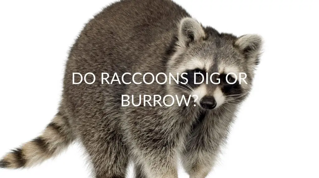 Do Raccoons Dig Or Burrow? - Pest Prevention Patrol