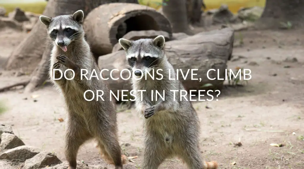 Do Raccoons Live, Climb Or Nest In Trees? Pest Prevention Patrol