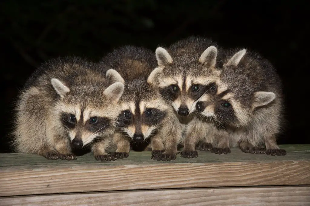 Four cute baby raccoon sitting on a deck at night