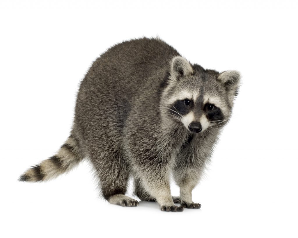 raccoon (9 months) - Procyon lotor in front of a white background