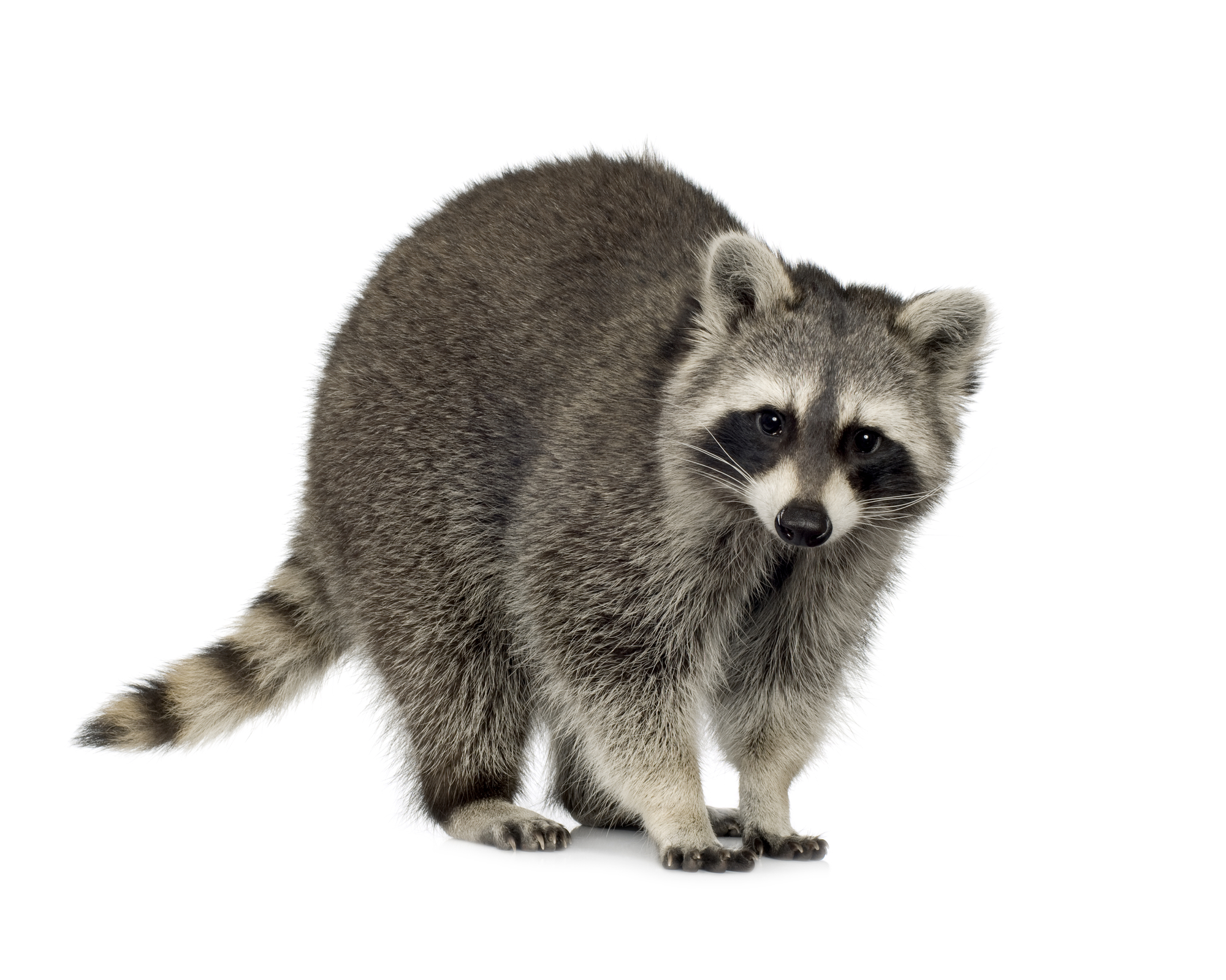 Do Raccoons Dig Or Burrow? Pest Prevention Patrol