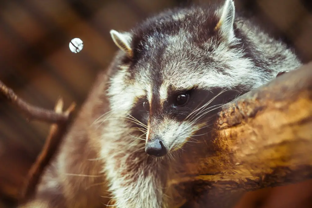 Raccoon on a tree in the reserve