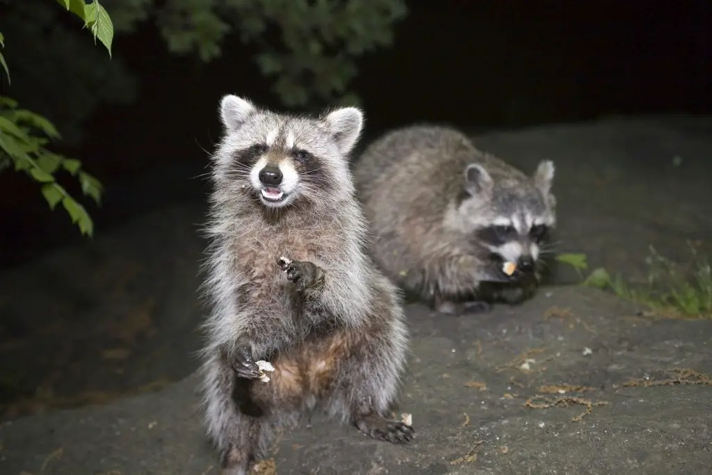 Photo of Raccoon taken at night inside Central Park in New York City, USA.