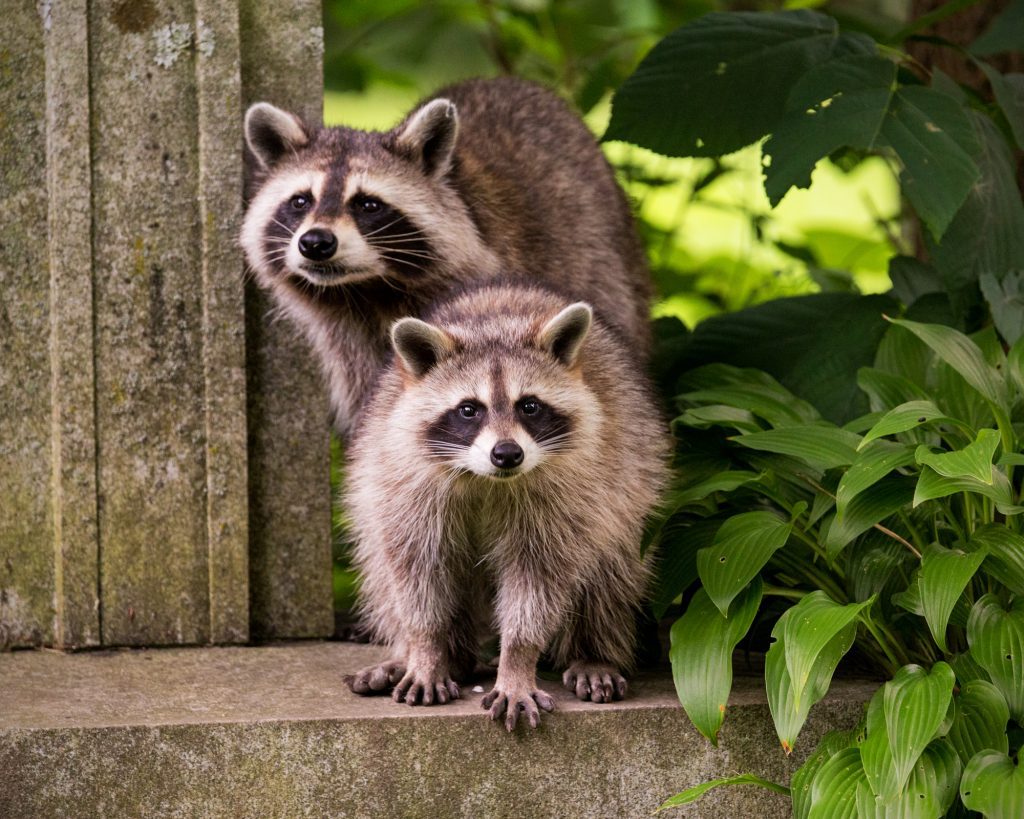 Two raccons beside a tombstone in a midtown Toronto cemetery in summer