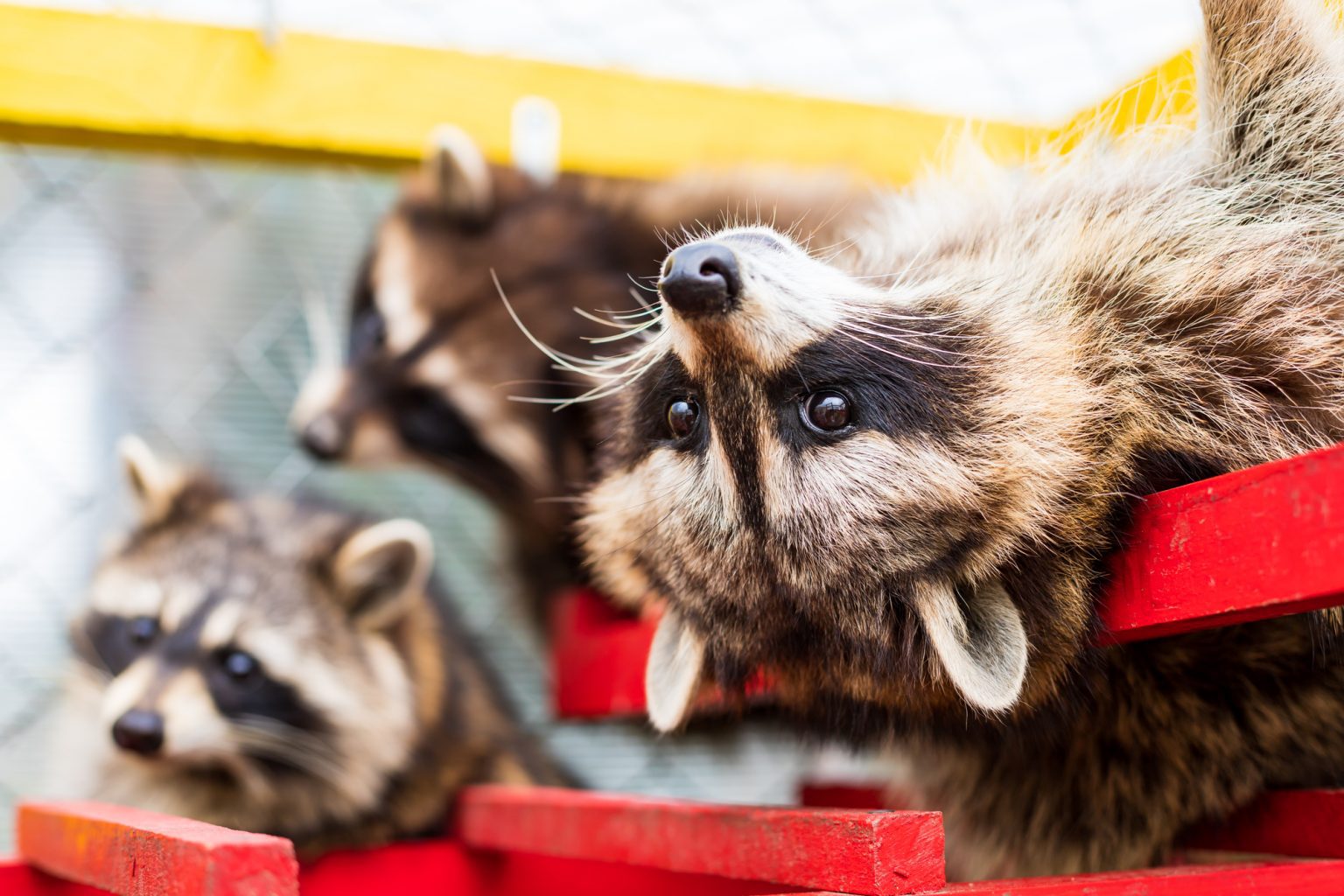 Do raccoons come out during the day pest prevention patrol