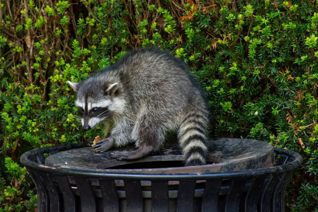 Raccoons (Procyon lotor) eating garbage or trash in a can invading the city in Stanley Park, Vancouver British Columbia, Canada.