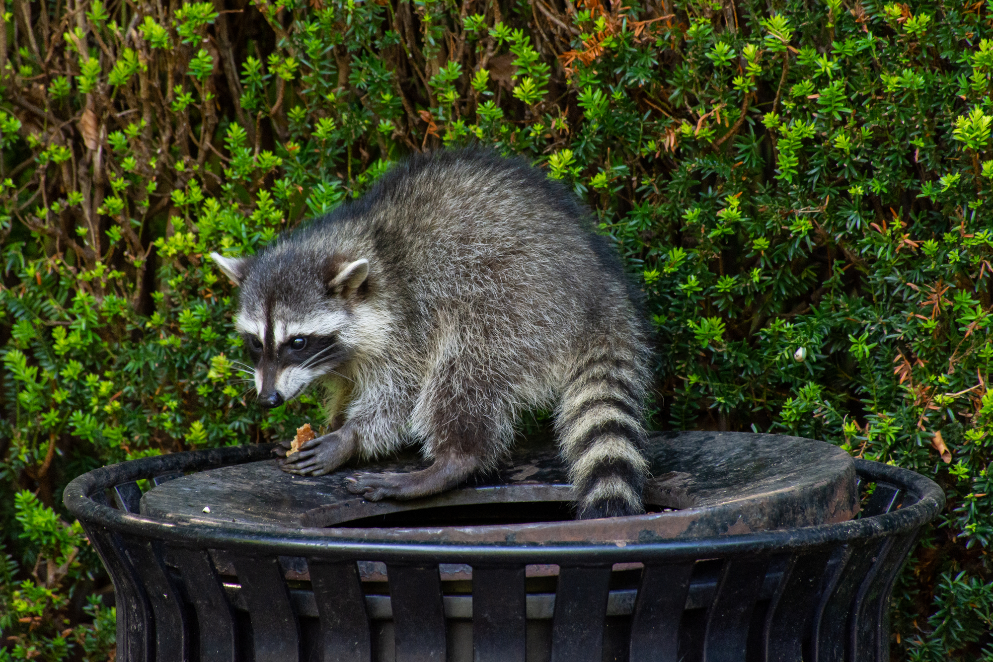 Will Epsom Salt Repel Raccoons? Pest Prevention Patrol