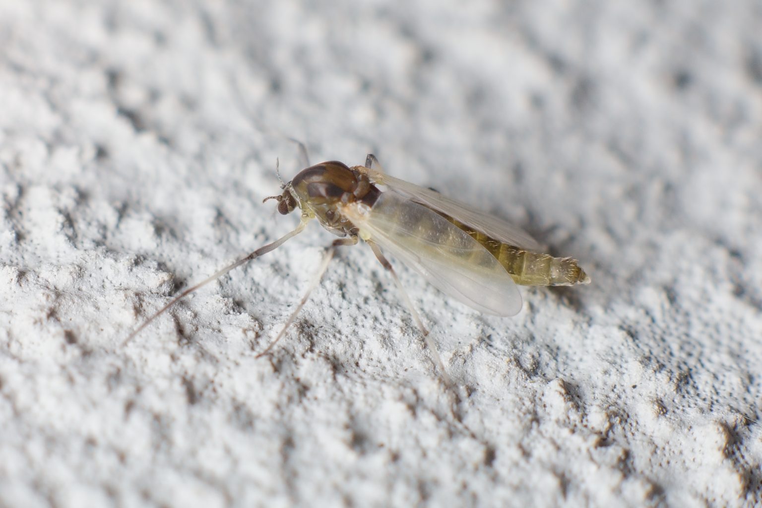 What Do Drain Flies Look Like? (Pictures Included) - Pest Prevention Patrol