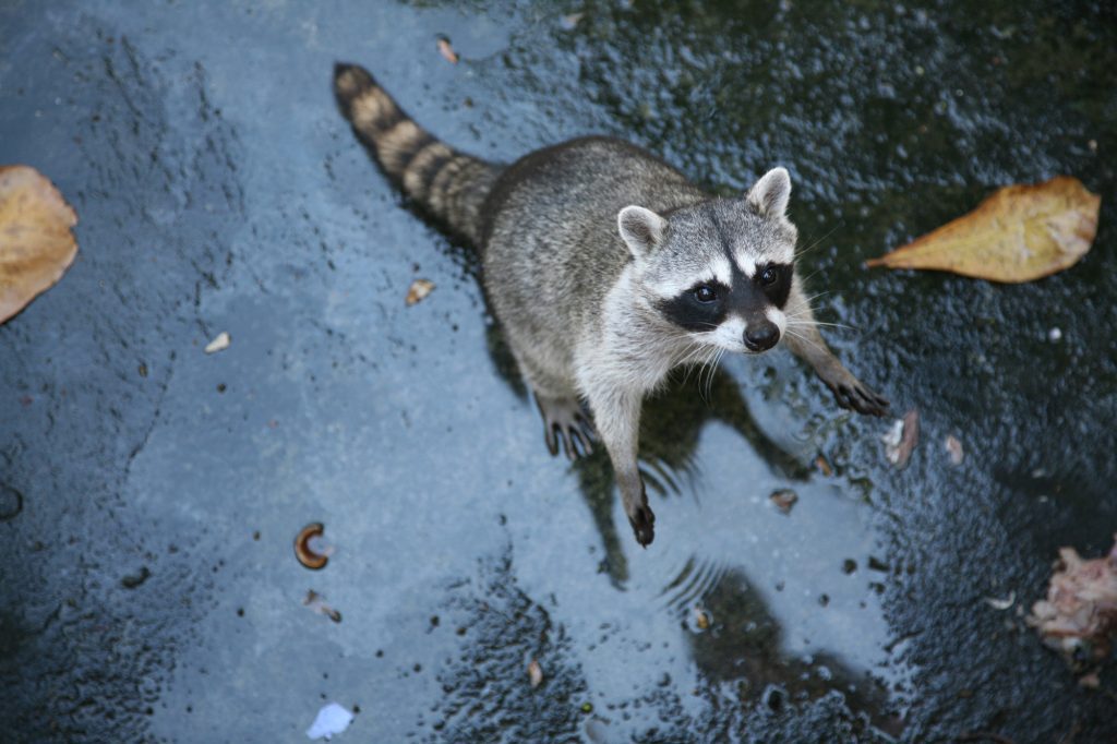 Common raccoon (Procyon lotor).