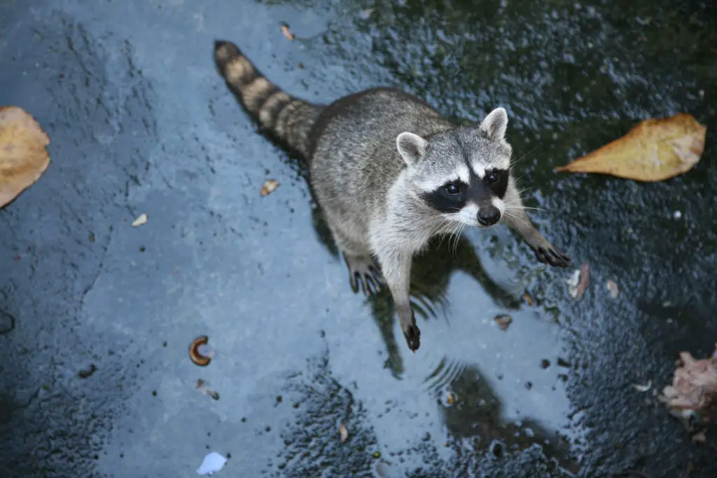 Common raccoon (Procyon lotor).