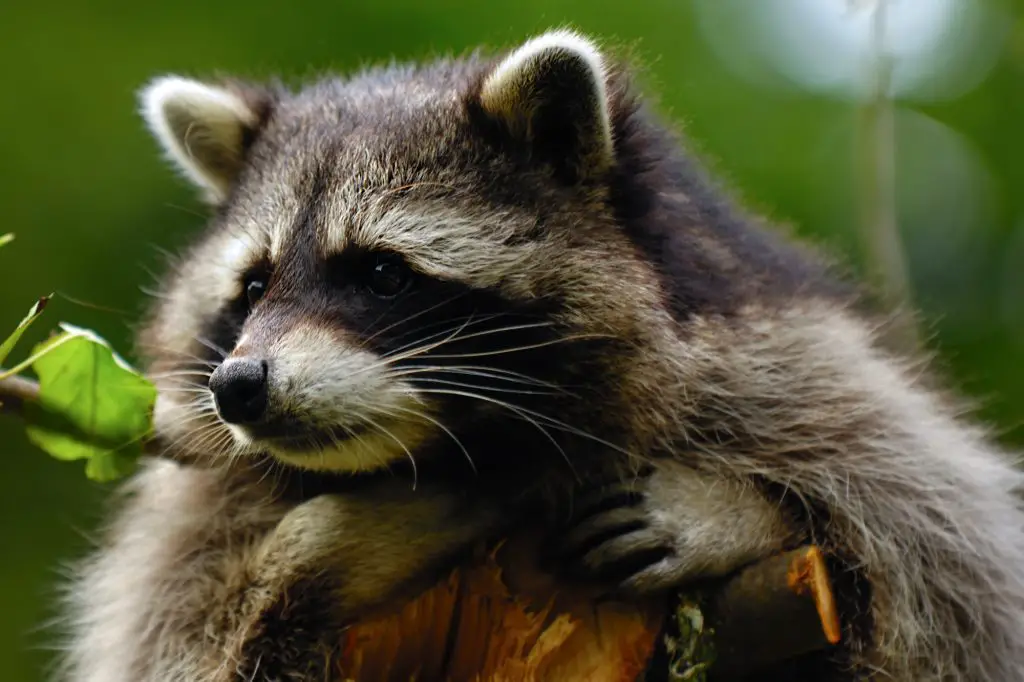 A sweet sad raccoon is sitting in a tree and looking.