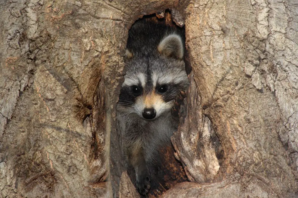 Baby Raccoon (Procyon lotor) peeking out of a hole in a tree