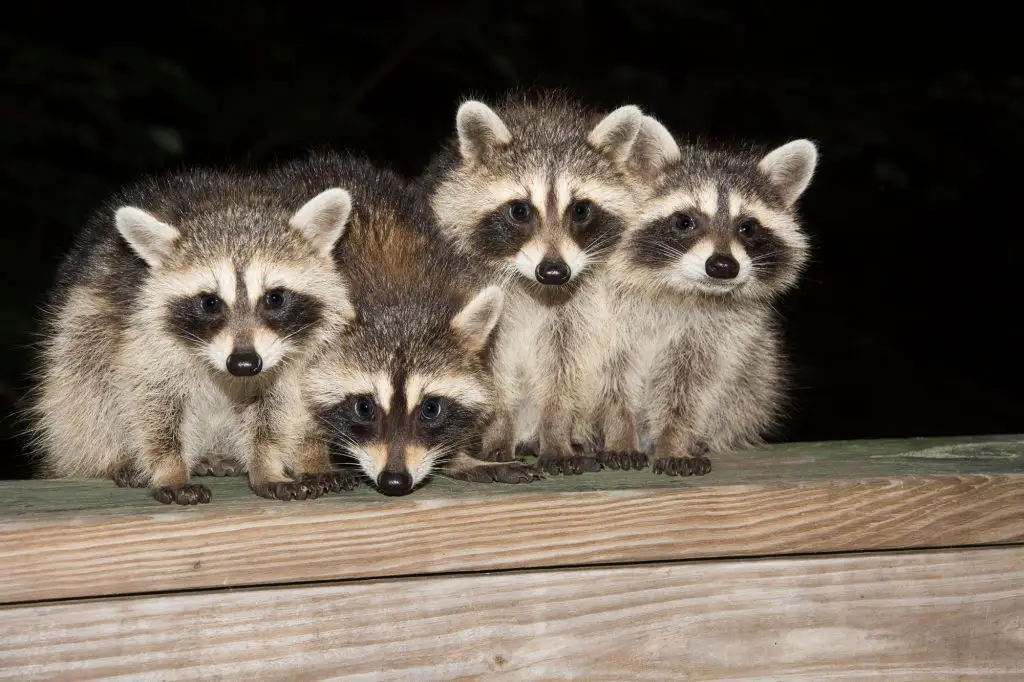 Four cute baby raccoon sitting on a deck at night