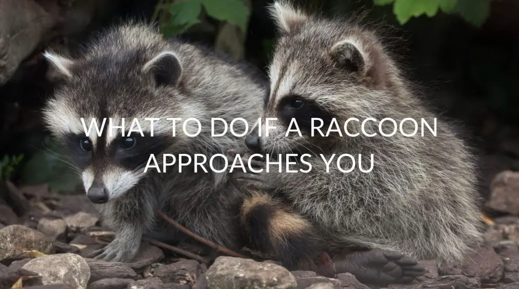 What To Do If A Raccoon Approaches You - Pest Prevention Patrol