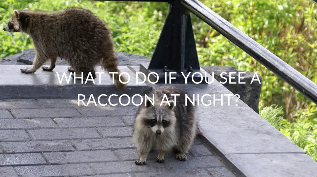 what-to-do-if-you-see-a-raccoon-at-night-pest-prevention-patrol