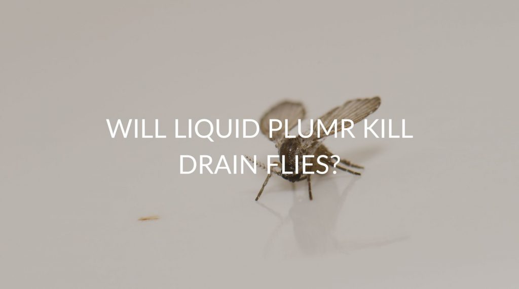 Will Liquid Plumr Kill Drain Flies? Pest Prevention Patrol