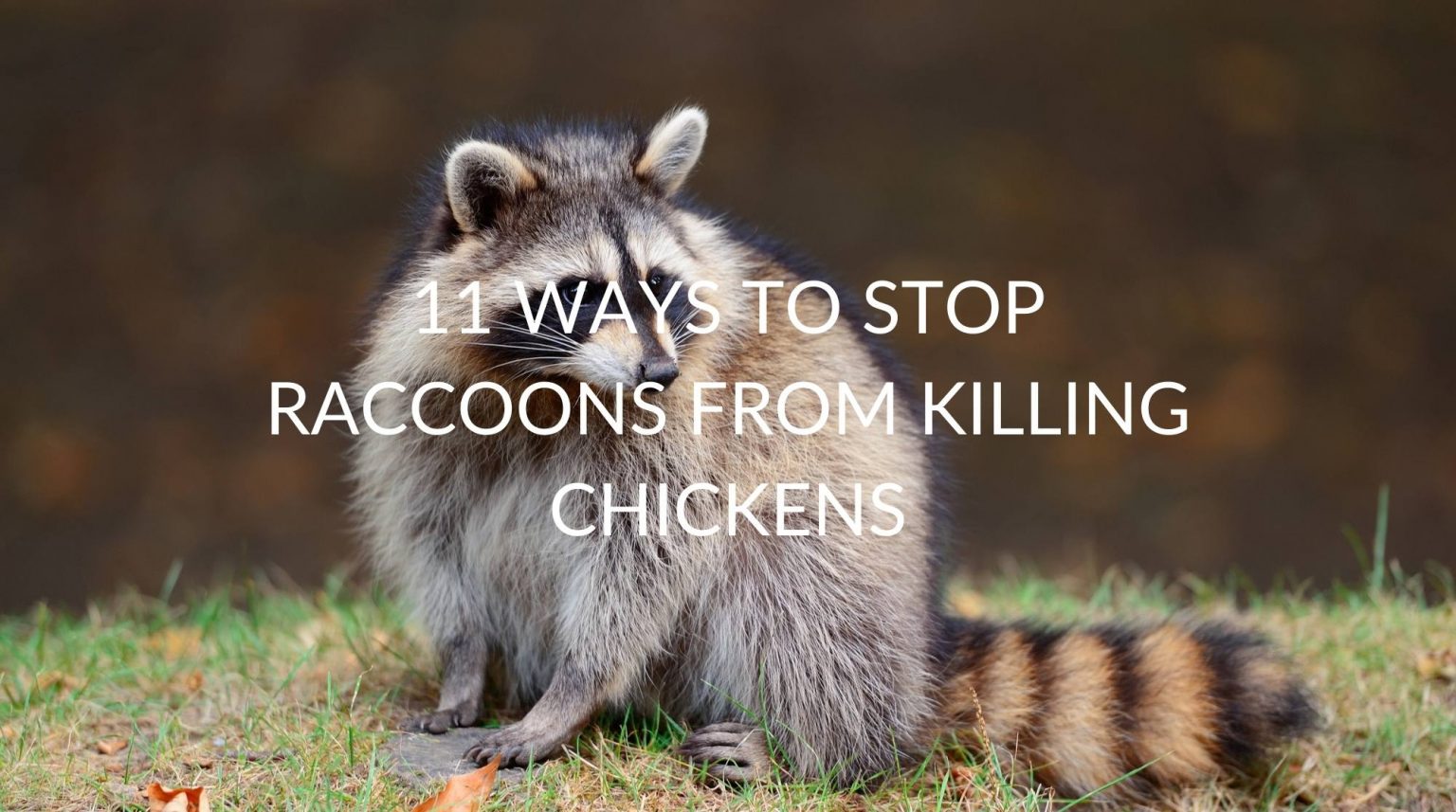 11 Ways To Stop Raccoons From Killing Chickens Pest Prevention Patrol