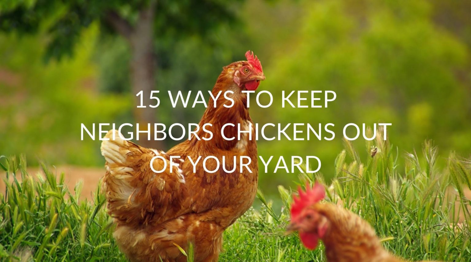 15-ways-to-keep-neighbors-chickens-out-of-your-yard-pest-prevention