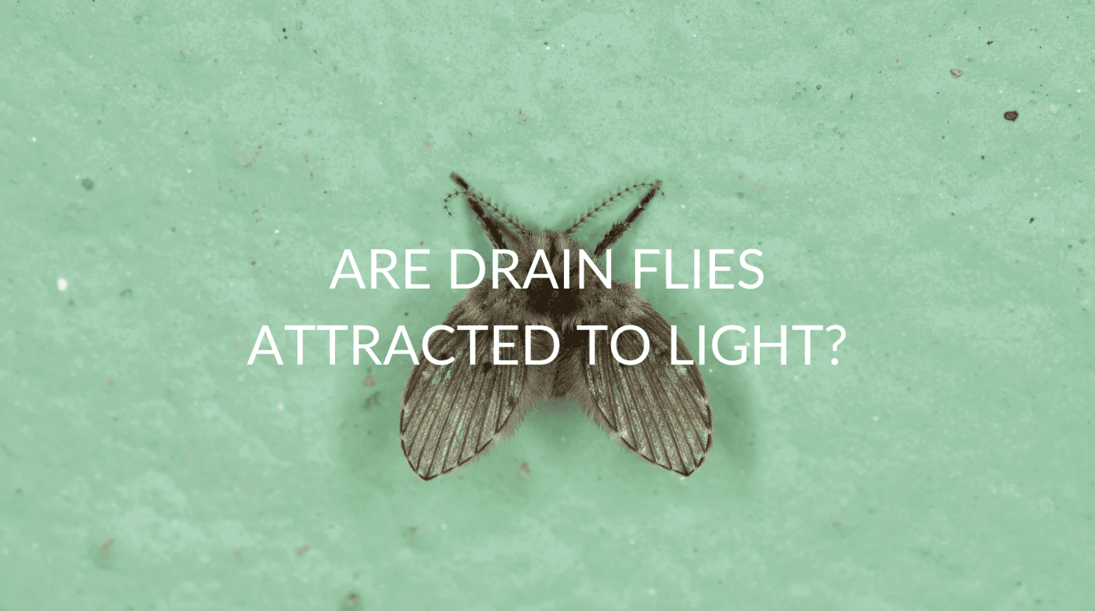 Are Drain Flies Attracted To Light? Pest Prevention Patrol