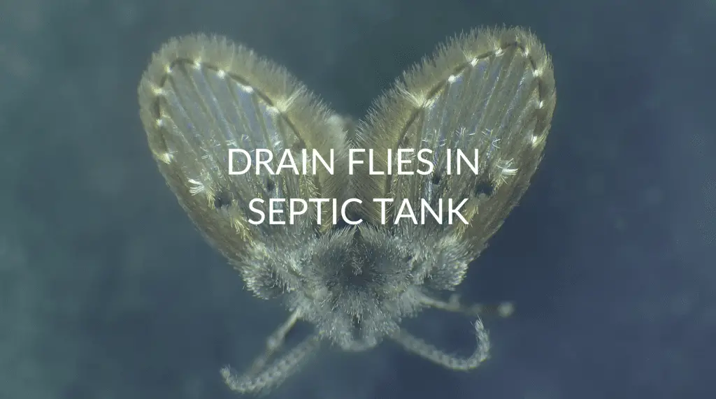 Drain Flies In Septic Tank Pest Prevention Patrol