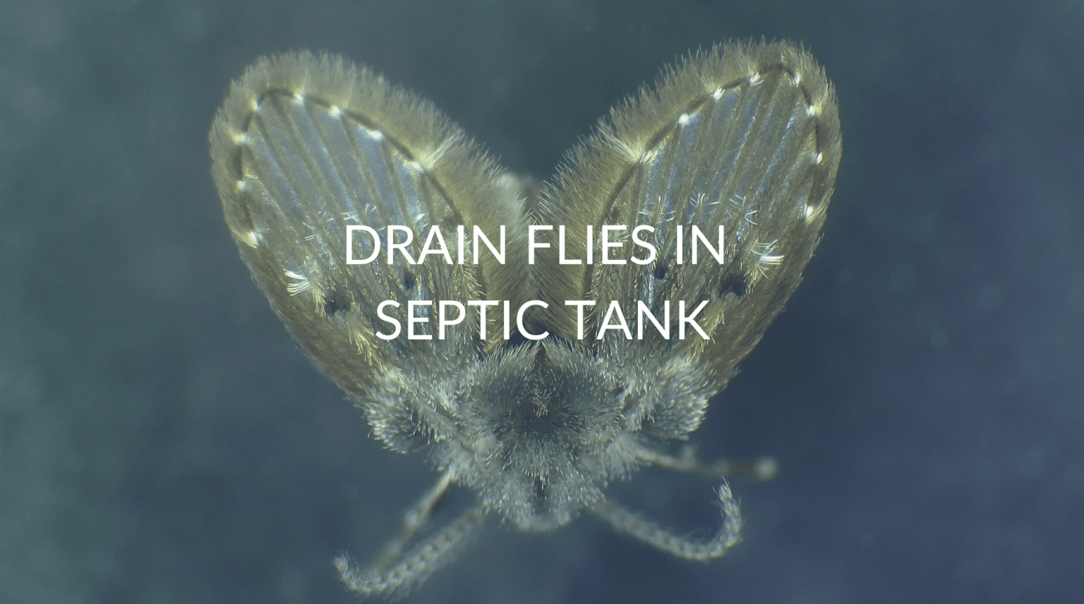 Drain Flies In Septic Tank Pest Prevention Patrol