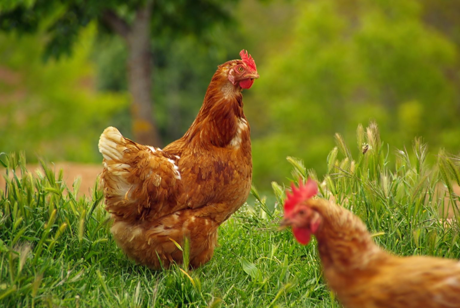 15 Ways To Keep Neighbors Chickens Out Of Your Yard Pest Prevention