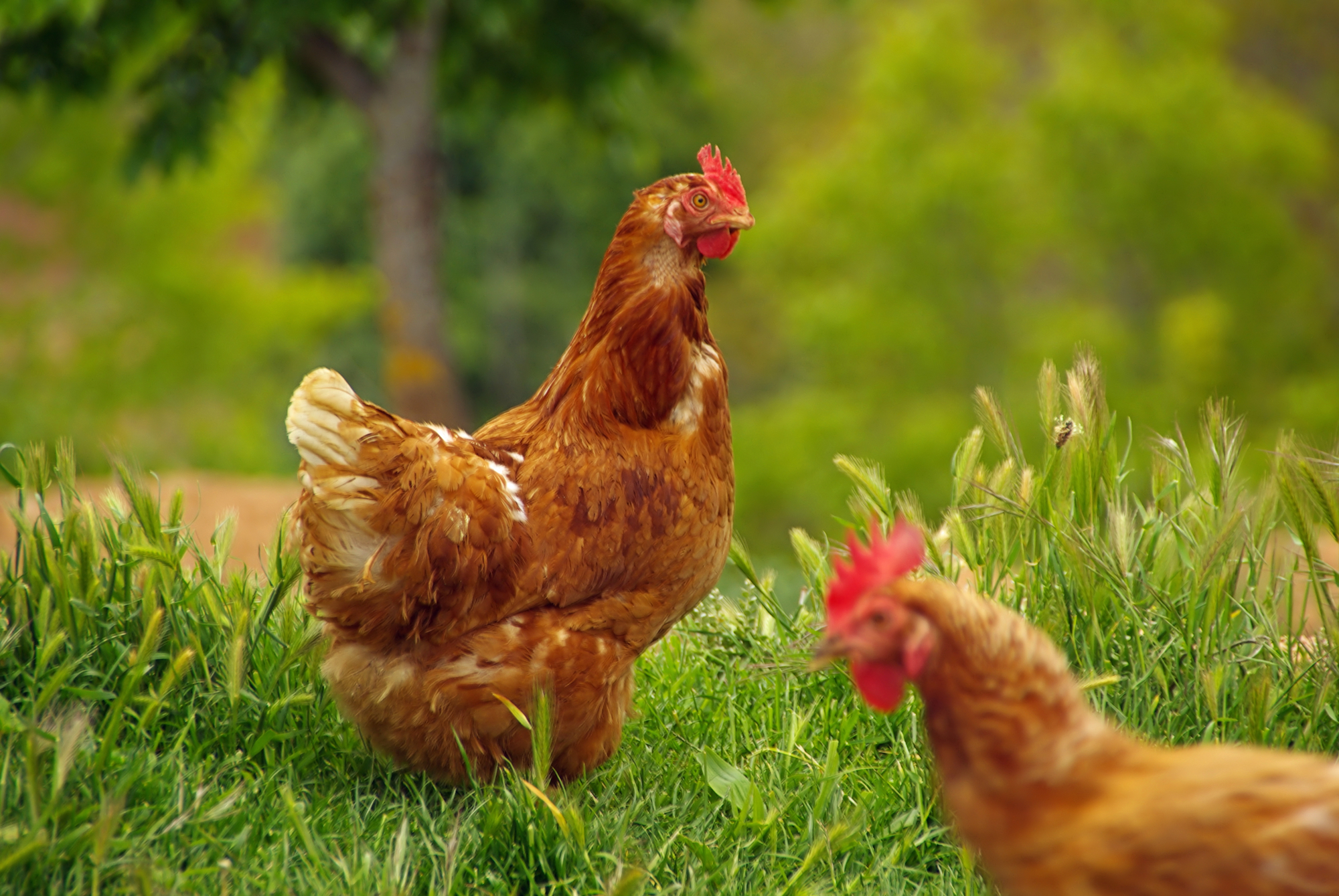 15 Ways To Keep Neighbors Chickens Out Of Your Yard Pest Prevention Patrol