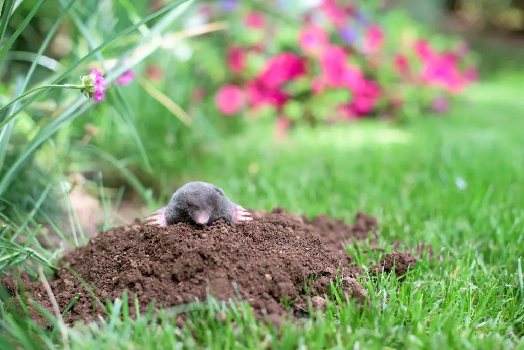 Mole out of molehill in a garden