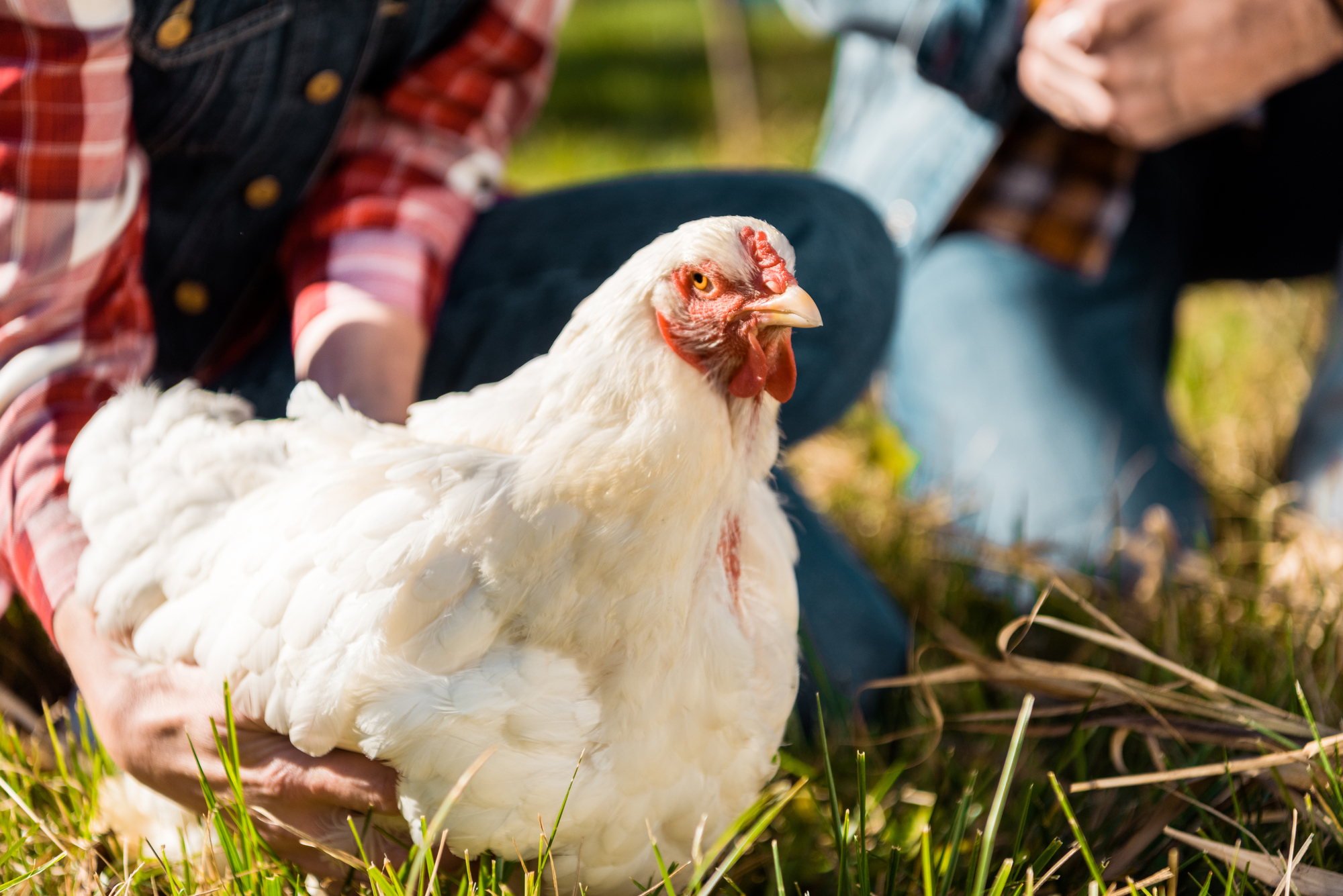 How To Keep Chickens Off Your Porch & Deck Pest Prevention Patrol