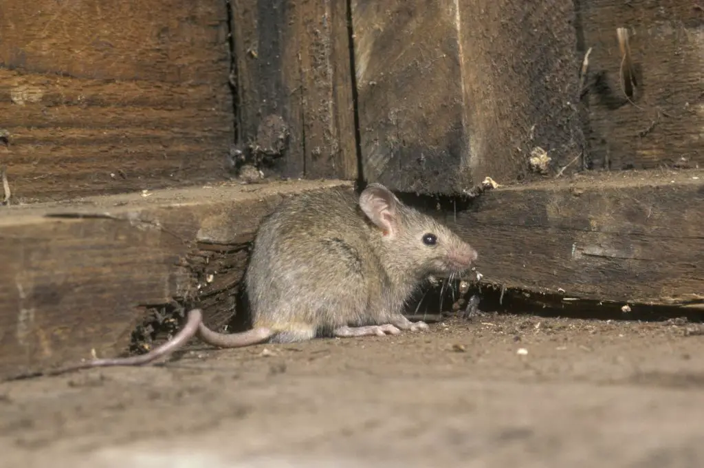 House mouse, Mus musculus, single mammal in shed, UK