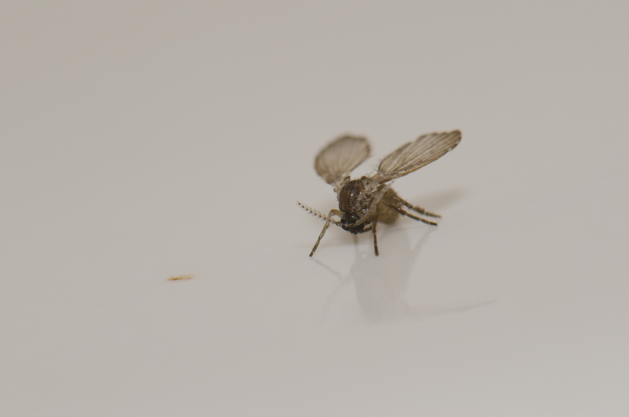 What Attracts Drain Flies? (9 Main Attractants) Pest Prevention Patrol