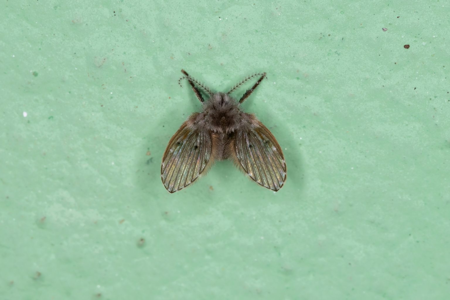 Are Drain Flies Attracted To Light? Pest Prevention Patrol