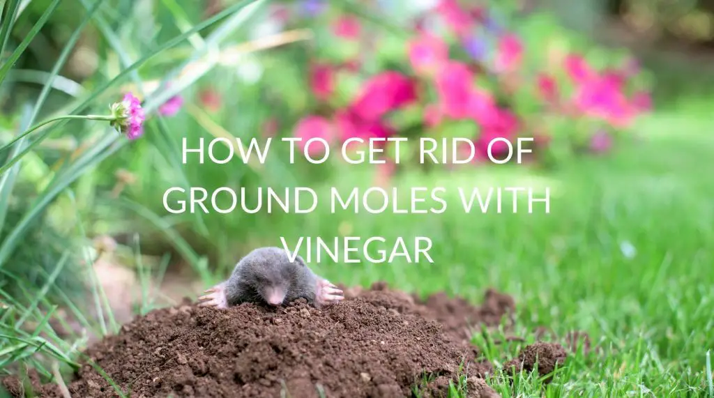 How To Get Rid Of Ground Moles With Vinegar - Pest Prevention Patrol