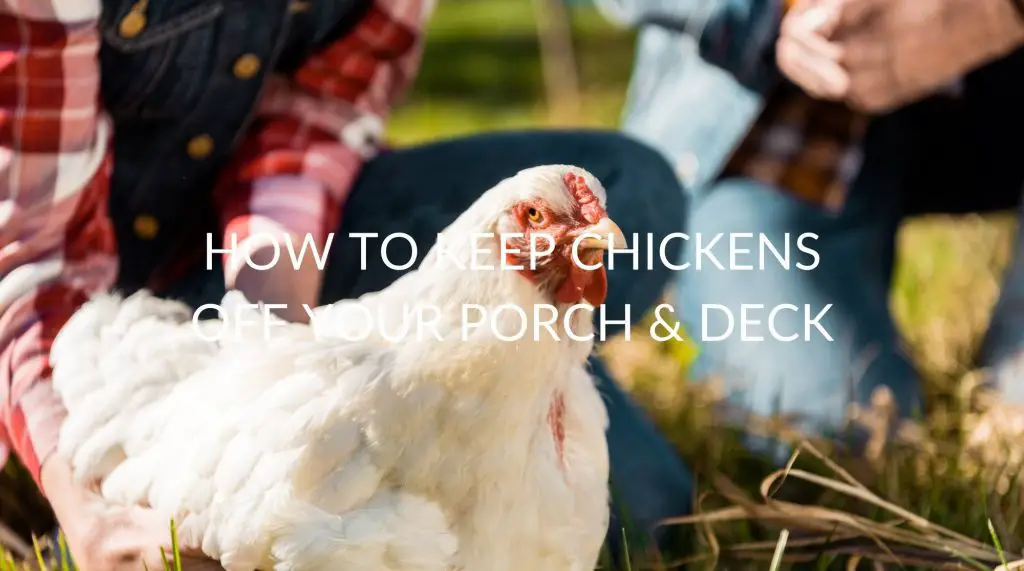 How To Keep Chickens Off Your Porch & Deck Pest Prevention Patrol