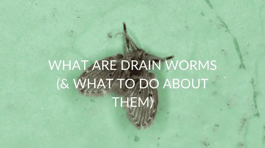 What Are Drain Worms (& What To Do About Them) Pest Prevention Patrol