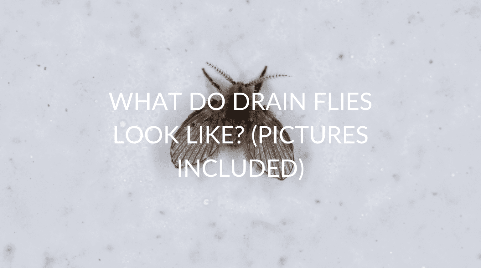 What Do Drain Flies Look Like? (Pictures Included) Pest Prevention Patrol