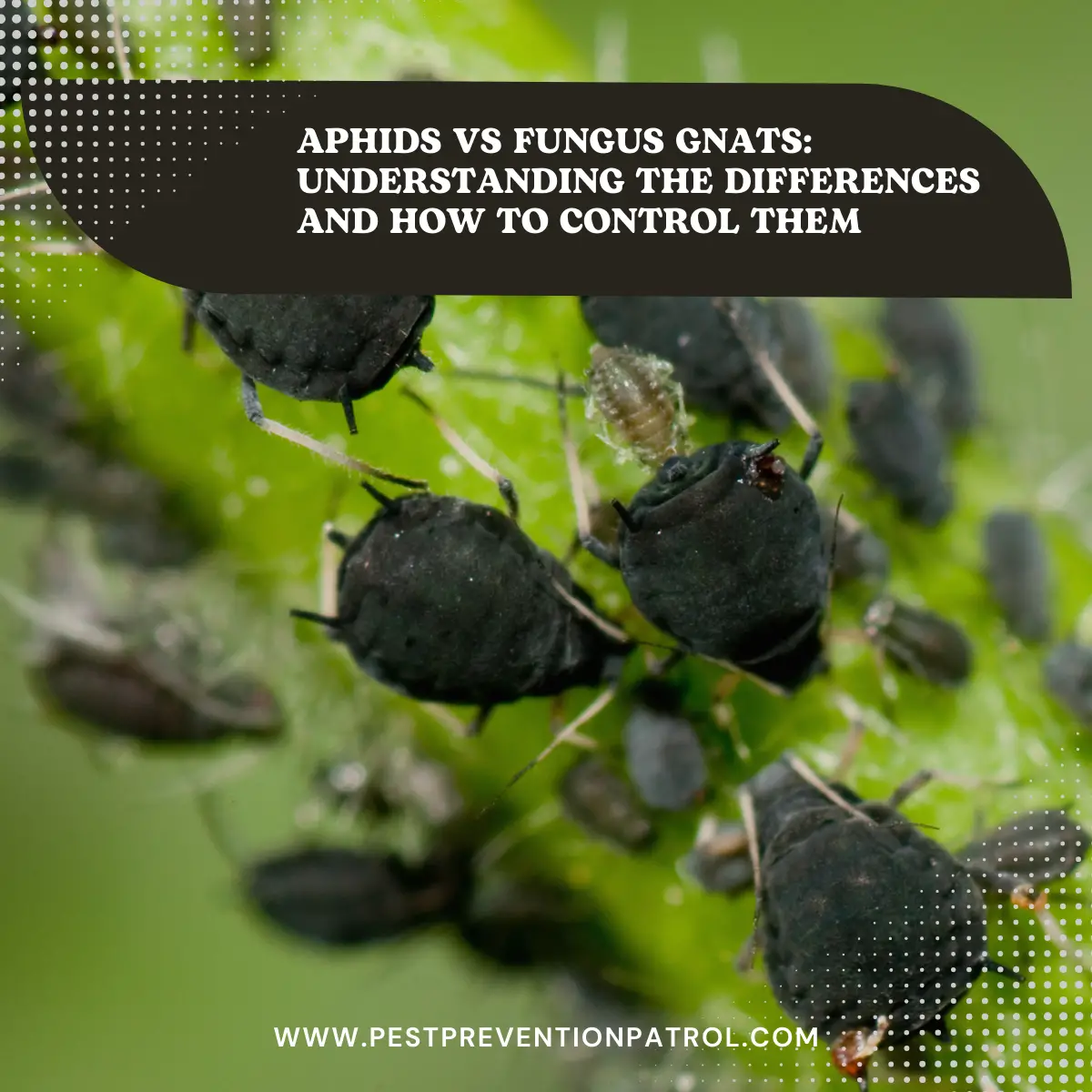 Aphids vs Fungus Gnats_ Understanding the Differences and How to Control Them
