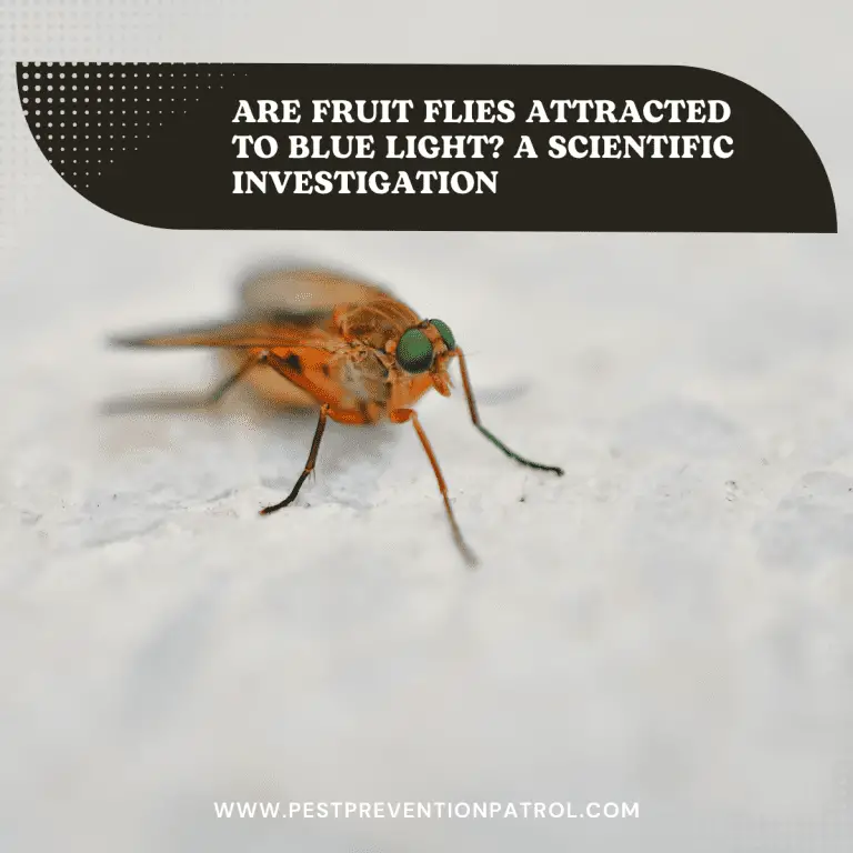 Are Fruit Flies Attracted to Blue Light? A Scientific Investigation