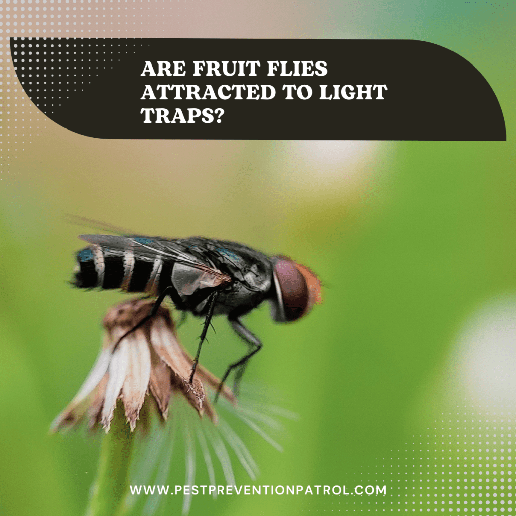 Are Fruit Flies Attracted To Light Traps Exploring The Science Behind Light Based Insect 8152