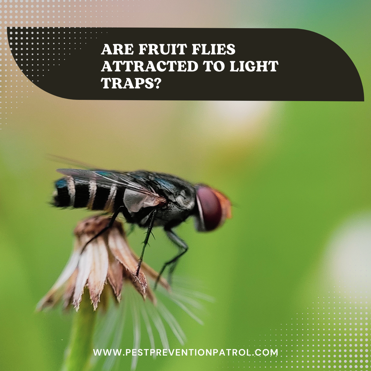 Are Fruit Flies Attracted to Light Traps