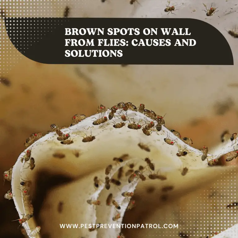 Brown Spots on Wall from Flies Causes and Solutions Pest Prevention